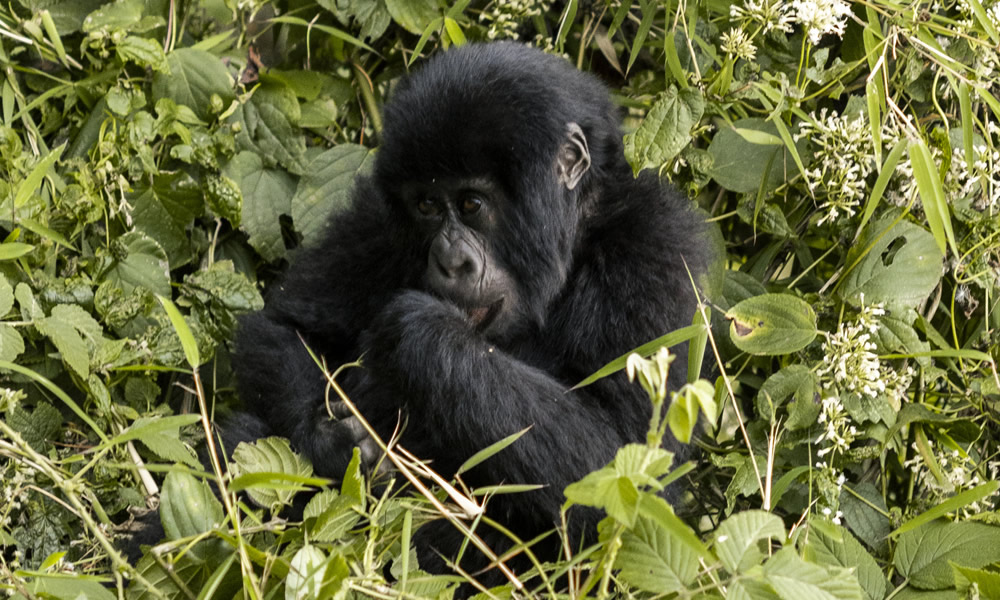 3 Days Rwanda Gorilla Tour