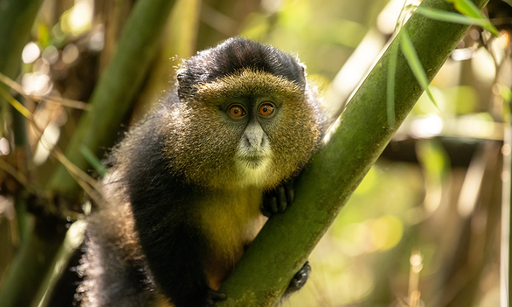 5 Days Rwanda Primate Tracking Safari