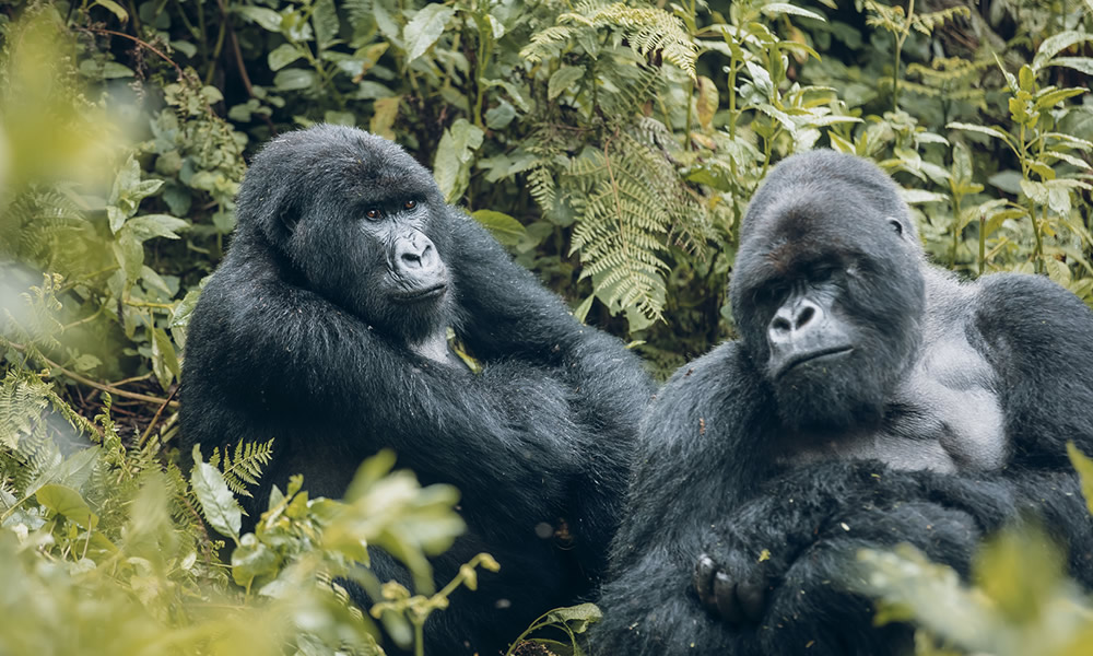 2 Days Rwanda Gorilla Safari