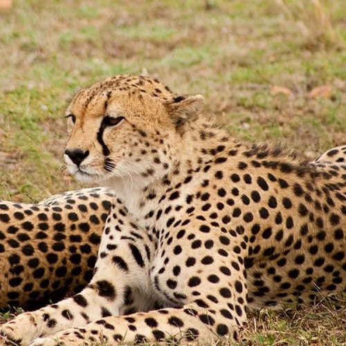 4 Days Kenya Wildlife Tour