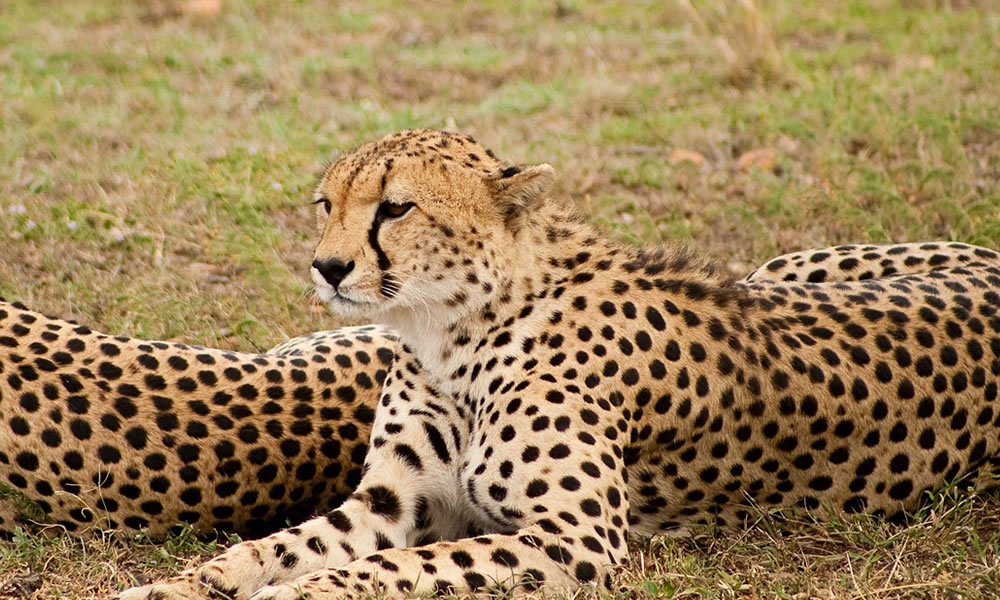 4 Days Kenya Wildlife Tour