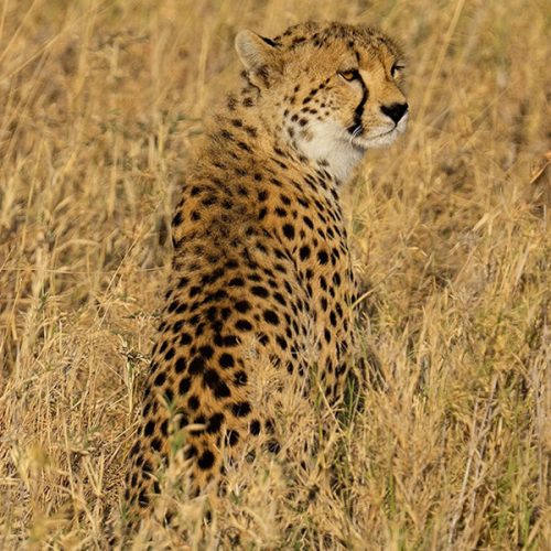 5 Days Tanzania Wildlife Safari