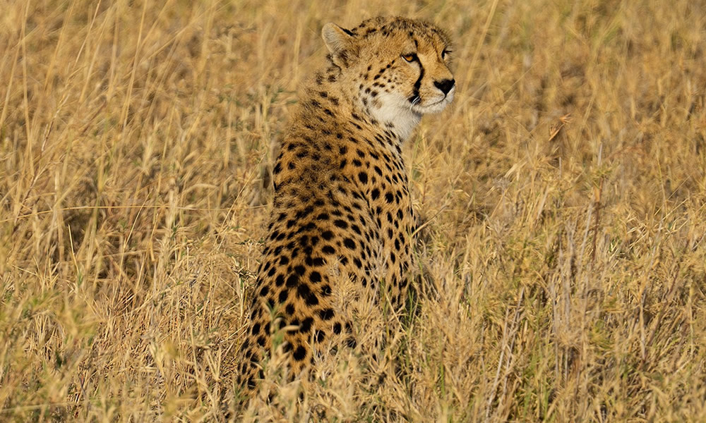 5 Days Tanzania Wildlife Safari