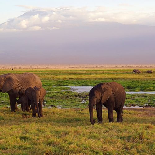 7 Days Wildlife Safari in Kenya