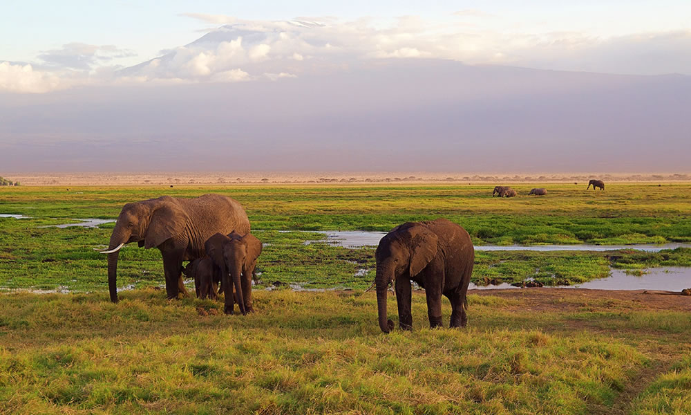 7 Days Wildlife Safari in Kenya