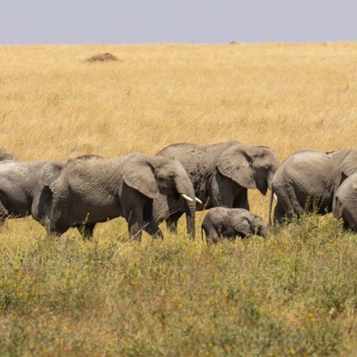 3 Days Tanzania Safari Tour