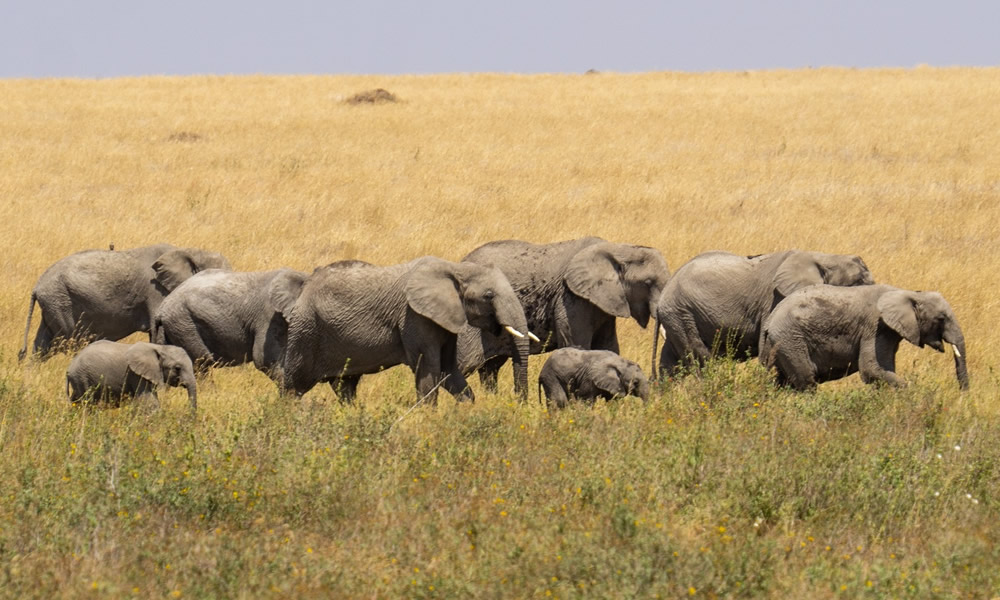 3 Days Tanzania Safari Tour