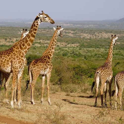 8 Days Best of Kenya Wildlife Tour