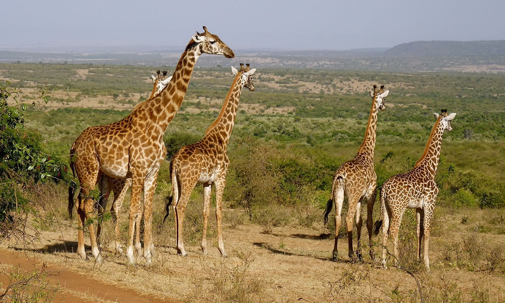 8 Days Best of Kenya Wildlife Tour