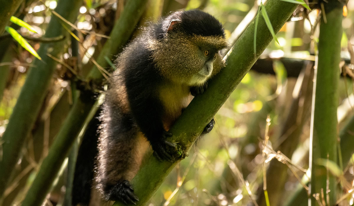 Golden Monkey Tracking in Mgahinga National Park