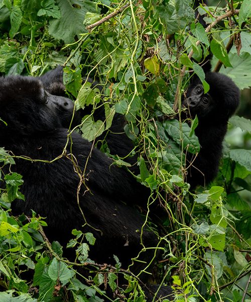 5 Days Uganda Gorilla Trekking