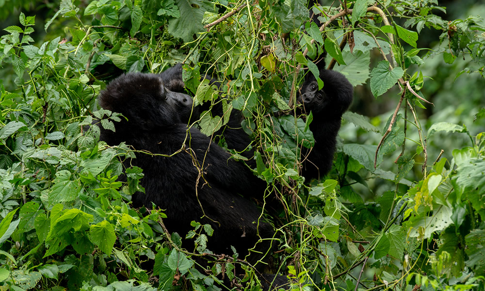 5 Days Uganda Gorilla Trekking