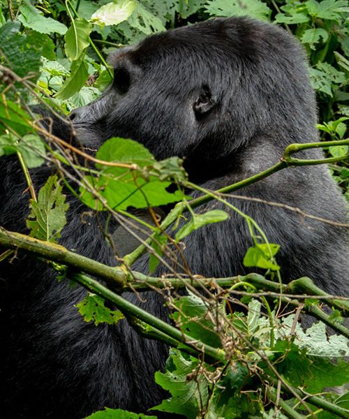 6 Days Uganda Gorillas and Wildlife Safari