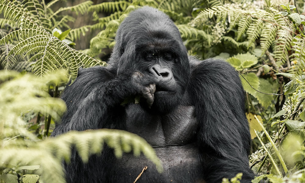 1 Day Rwanda Gorilla Trekking Tour