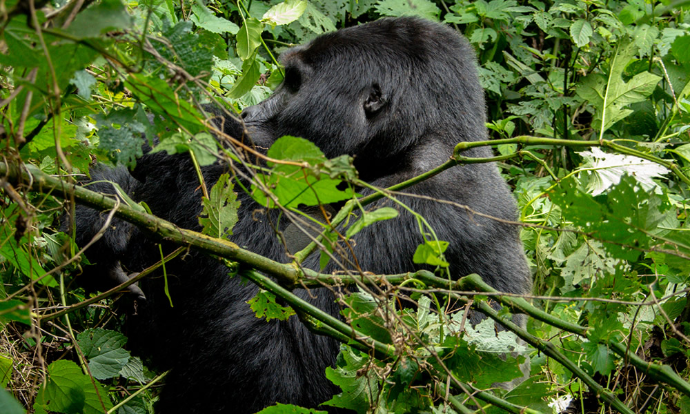 6 Days Uganda Gorillas and Wildlife Safari