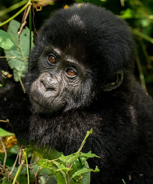 3 Days Bwindi Gorilla Trekking Tour