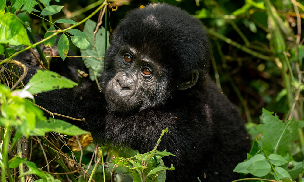 3 Days Bwindi Gorilla Trekking Tour