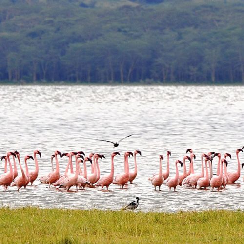 6 Days Exploring Kenya Wildlife Tour