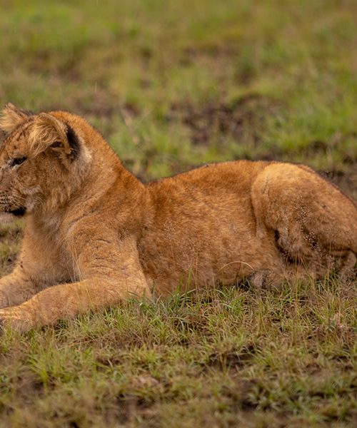 4 Days Queen Elizabeth National Park Safari