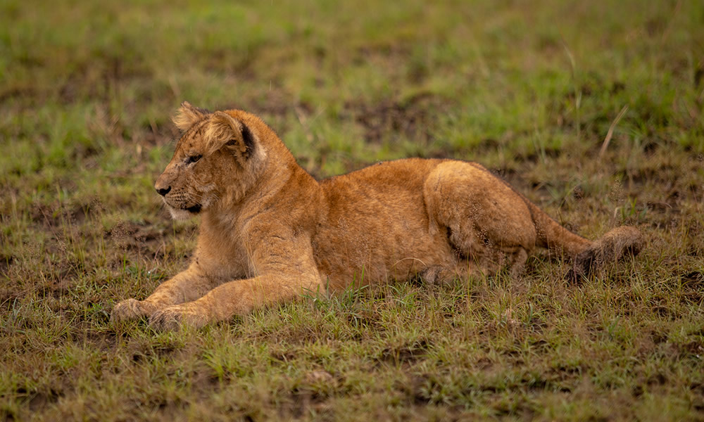 4 Days Queen Elizabeth National Park Safari