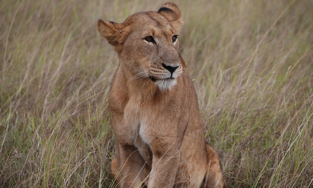 3 Days Kenya Safari to Masai Mara