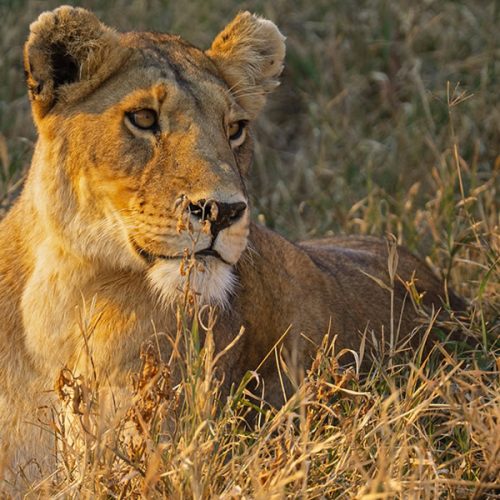 7 Days Tanzania Wildlife Tour