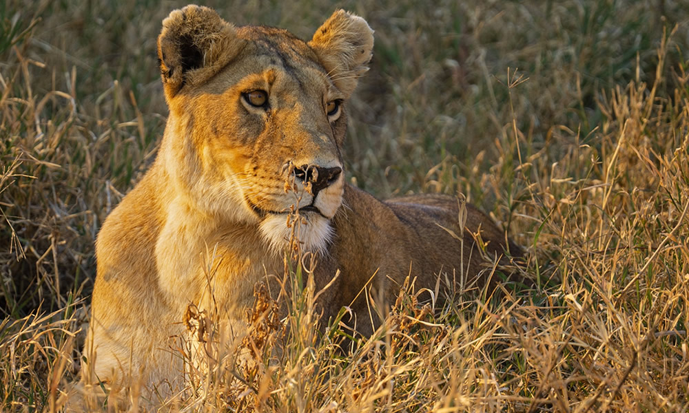 7 Days Tanzania Wildlife Tour