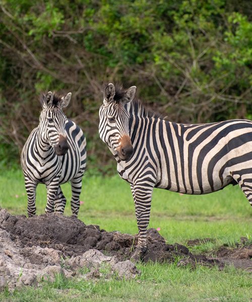 2 Days Lake Mburo National Park Tour