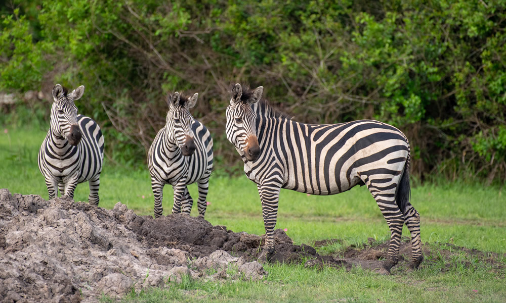 2 Days Lake Mburo National Park Tour