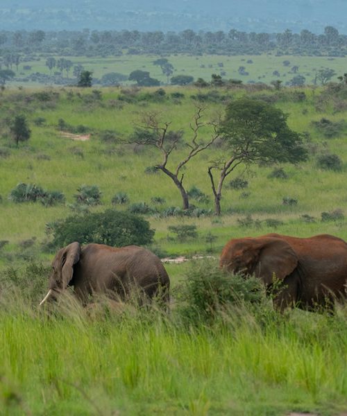 5 Days Uganda Wildlife Safari