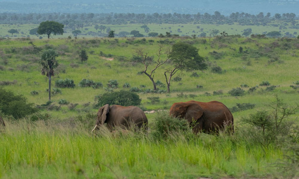 5 Days Uganda Wildlife Safari