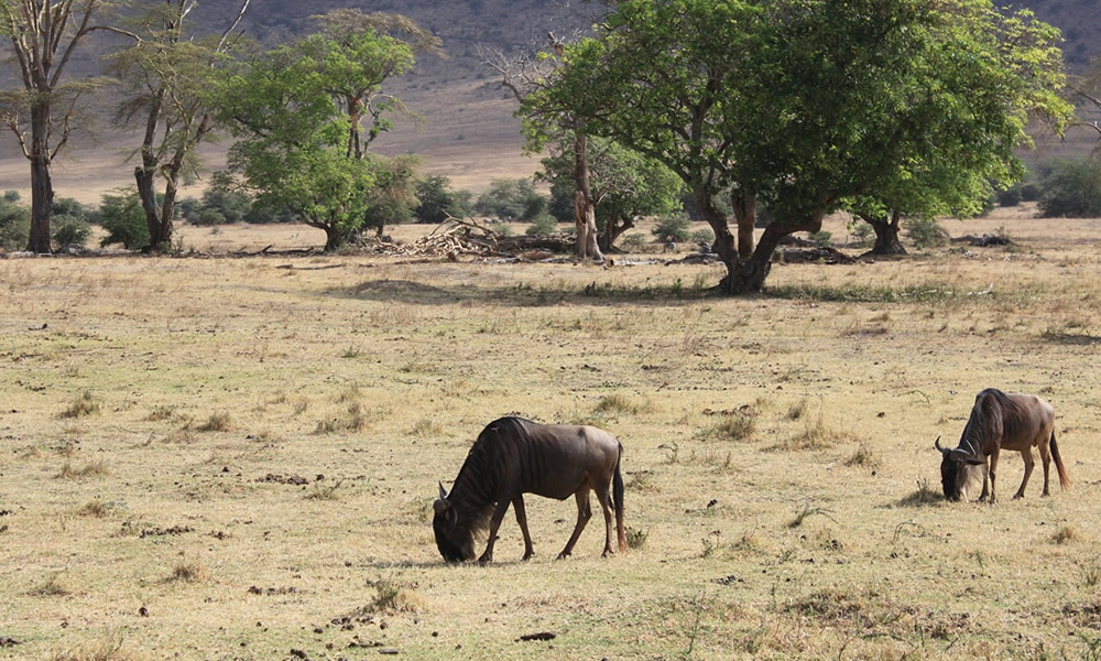 5 Days Wildlife Tour in Tanzania