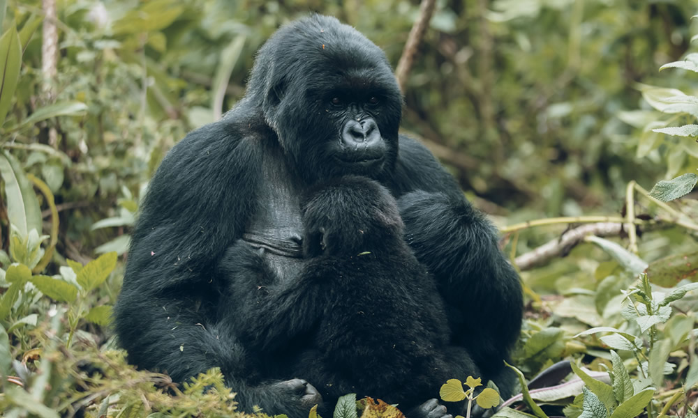 6 Days Gorilla Trekking Rwanda Safari