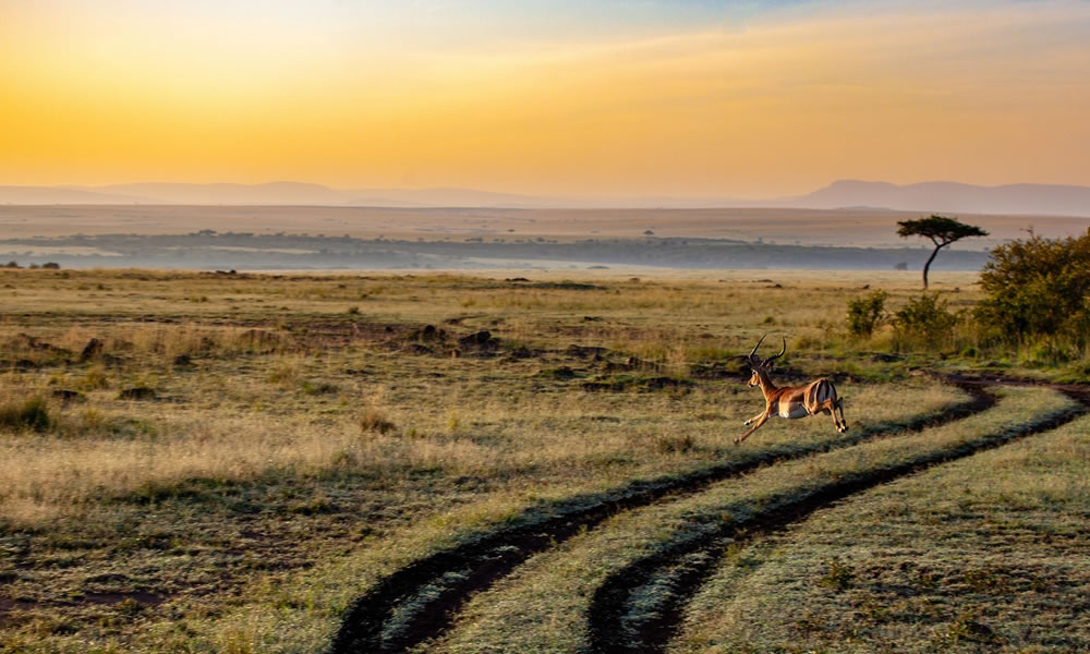 8 Days Kenya Safari Tour