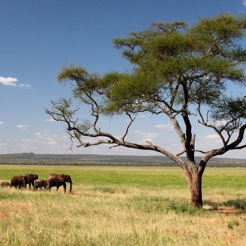 6 Days Tanzania Safari