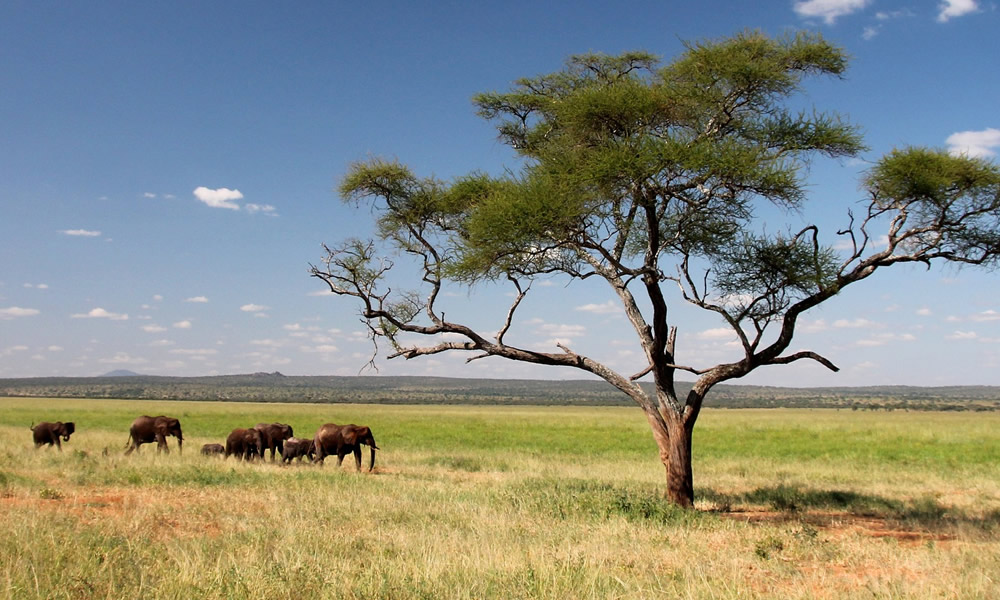 6 Days Tanzania Safari