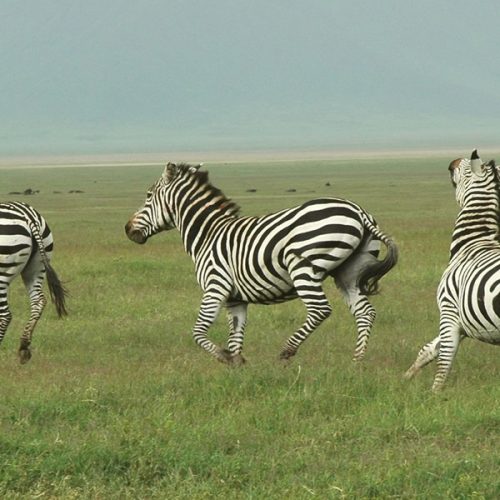 8 Days Safari in Tanzania