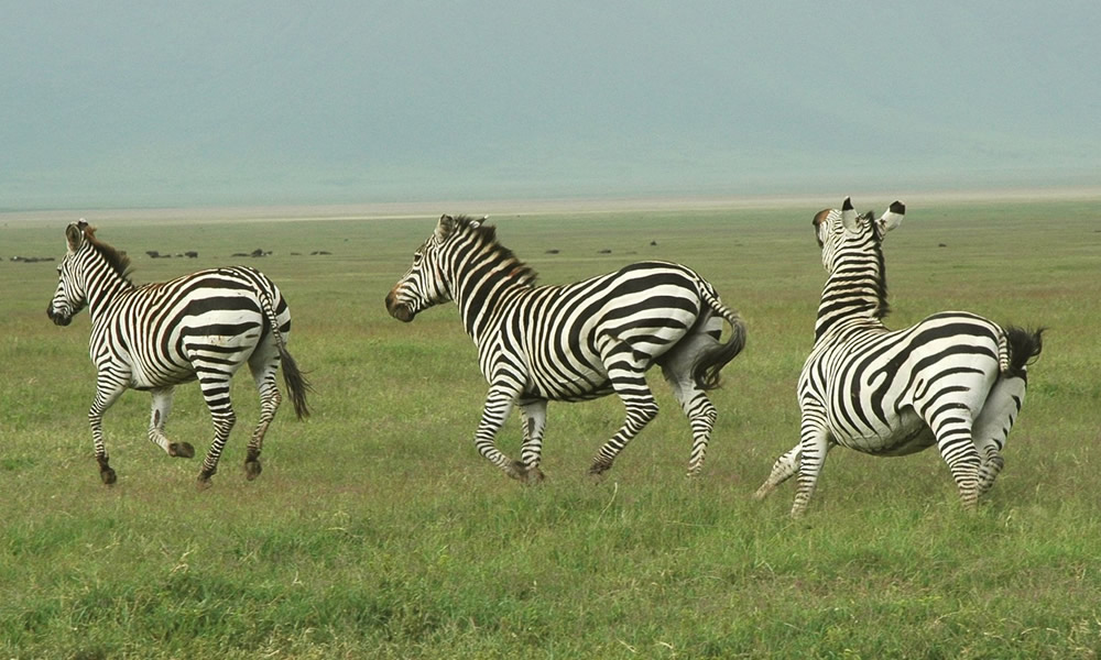 8 Days Safari in Tanzania