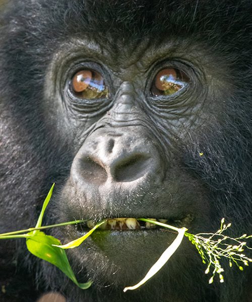 4 Days Gorilla Trekking Uganda Tour