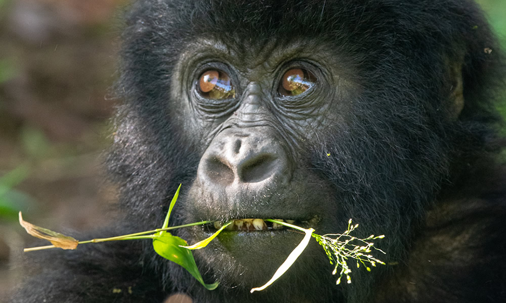 4 Days Gorilla Trekking Uganda Tour