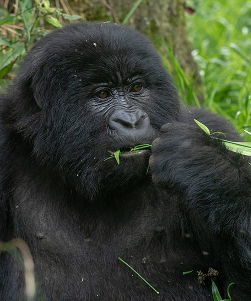 9 Days Exciting Uganda Wildlife Tour