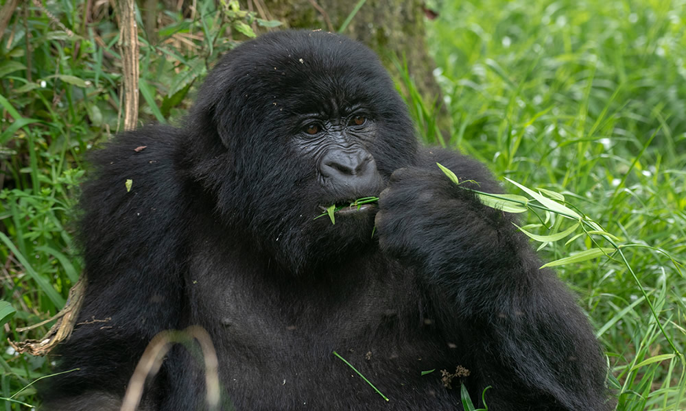 9 Days Exciting Uganda Wildlife Tour