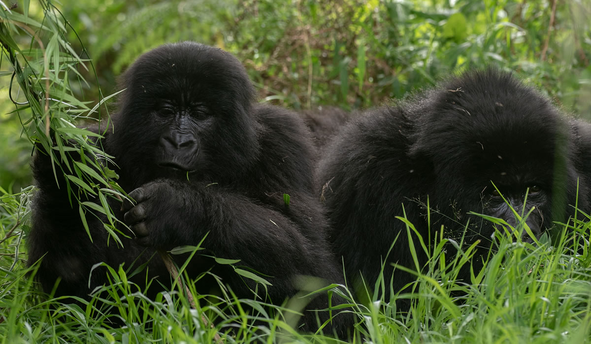 Popular Tourist Destinations in Rwanda