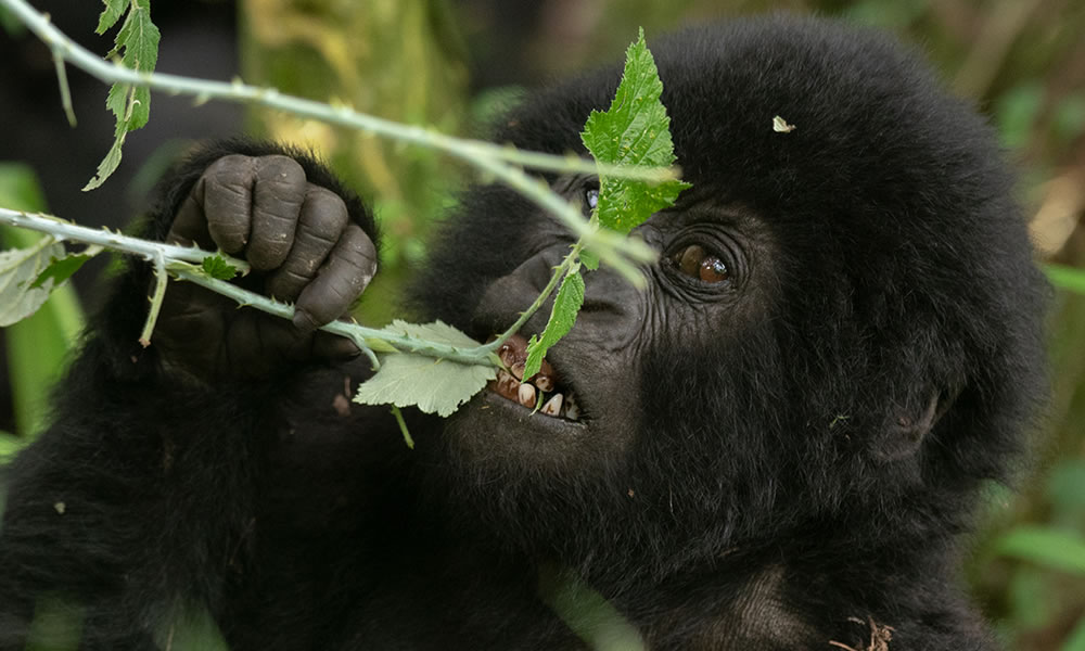 Gorilla Trekking