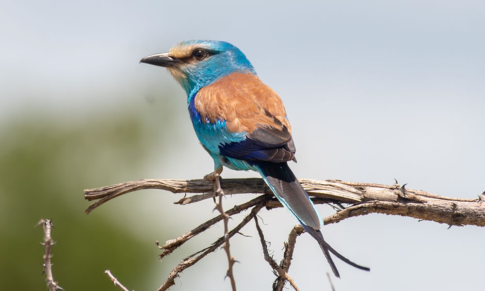 Bird Watching in Uganda