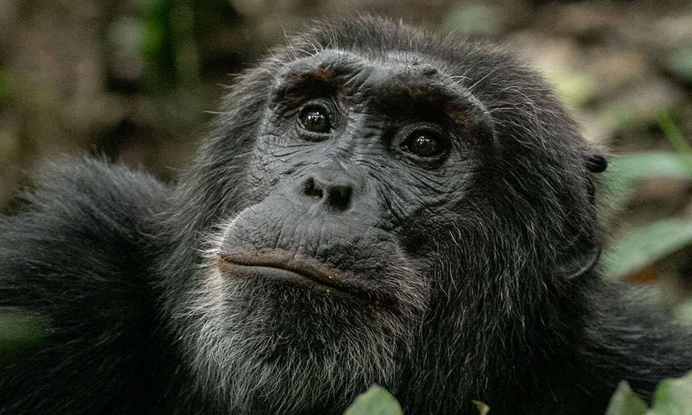 Chimpanzee Tracking in Uganda