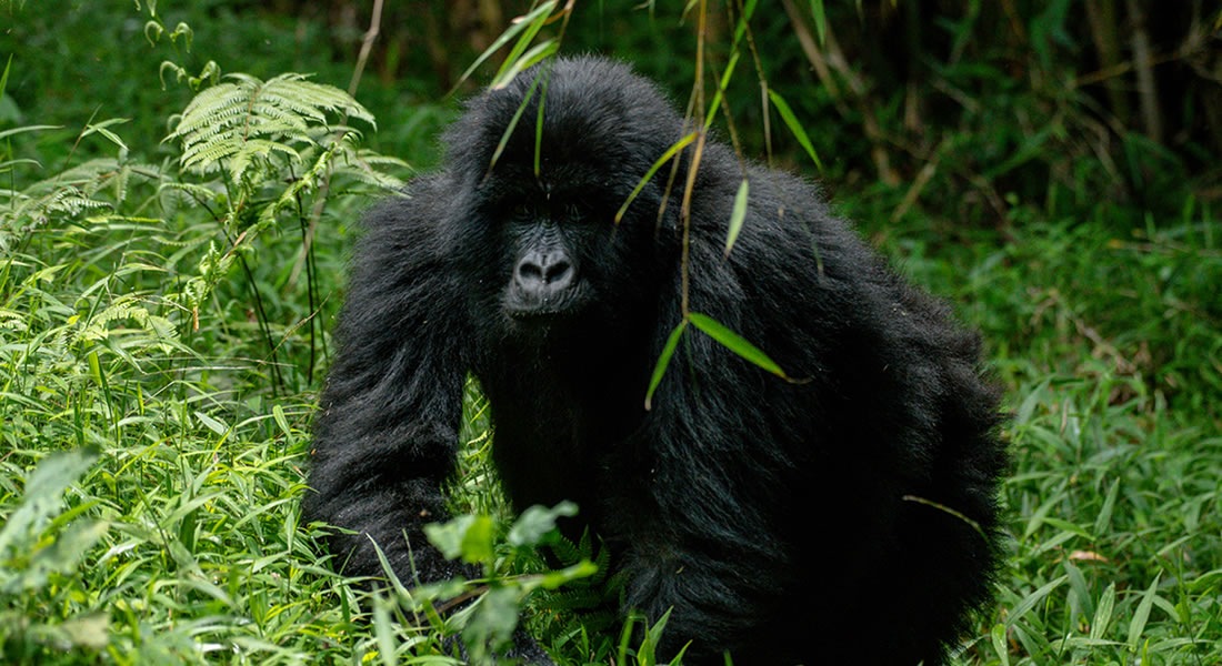 Is Rwanda gorilla trekking safe?