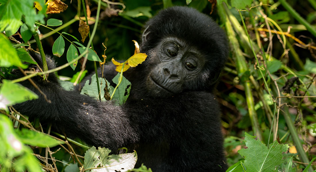 Is Rwanda gorilla trekking safe?